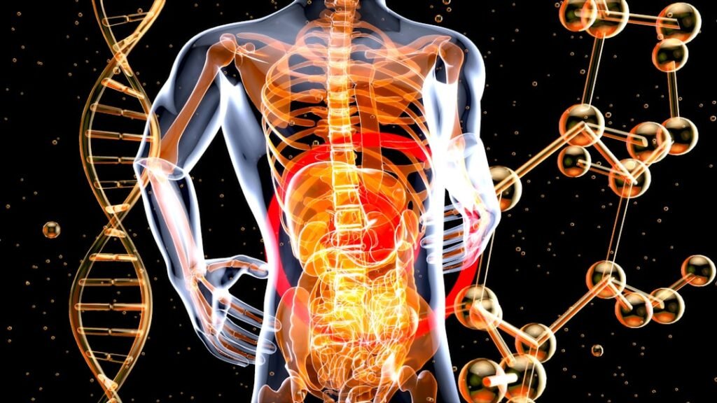 body digestive system